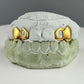 Window + Solid (Incisor + Fang)